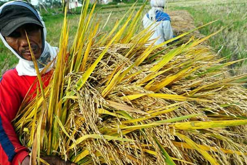 Harga gabah anjlok di Sumatera Selatan jurnalsumatra,sumsel,palembang