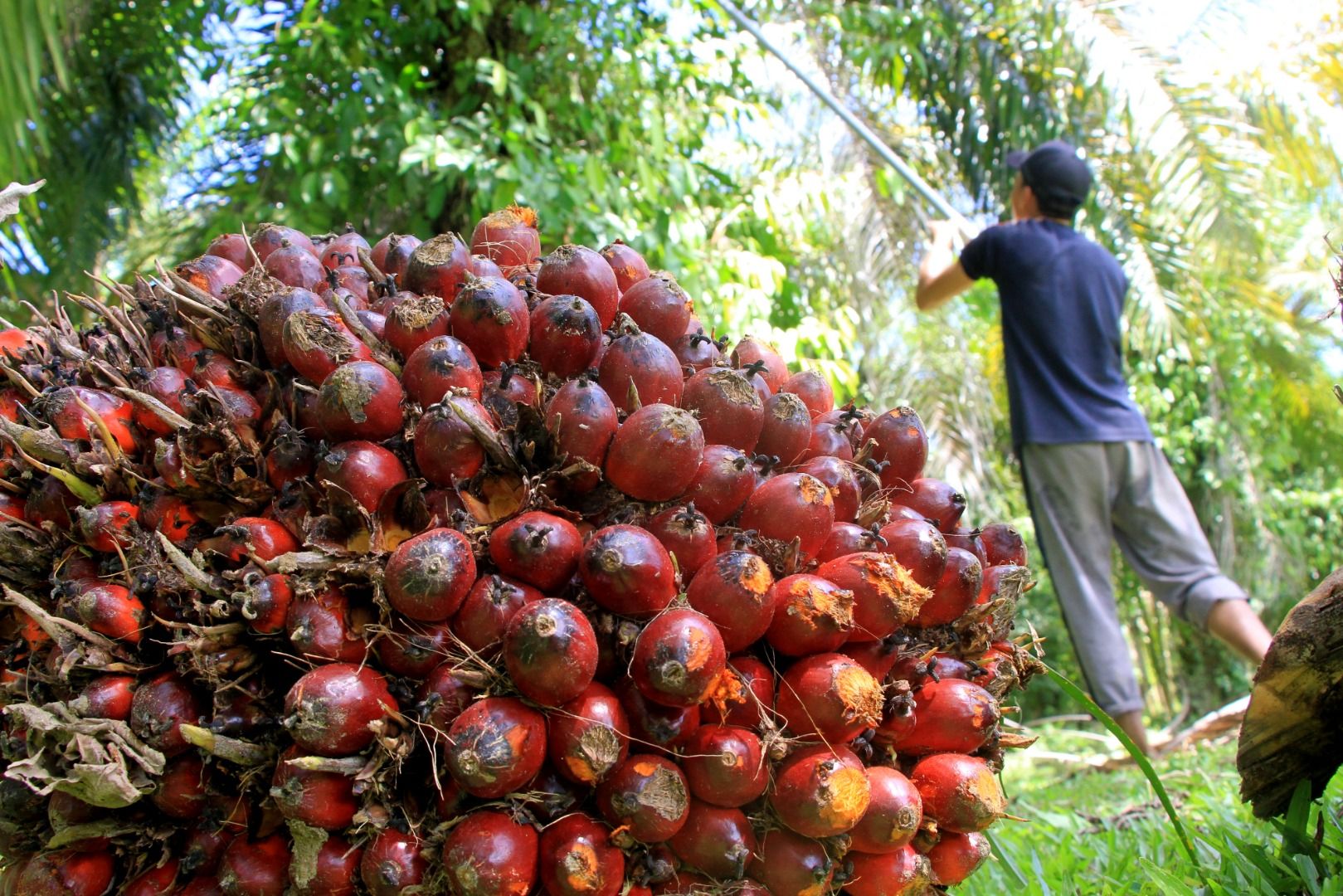 jurnalsumatra,bengkulu,mukomuko