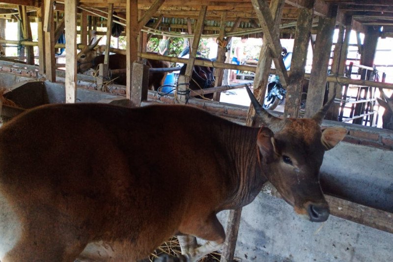 Sulsel alihkan distribusi sapi ke Pelabuhan Parepare pascagempa Sulbar