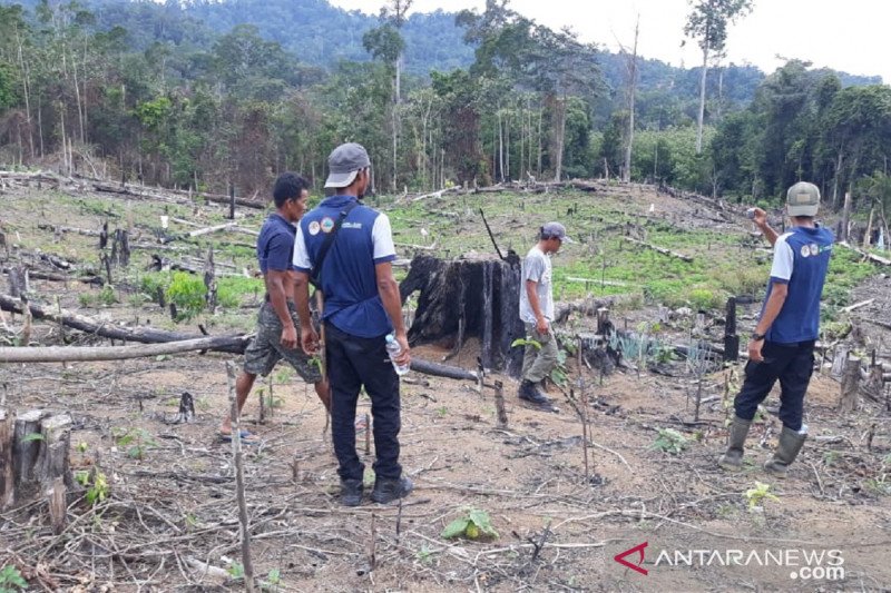 TNKS Harimau masuk ladang warga karena tempatnya terganggu