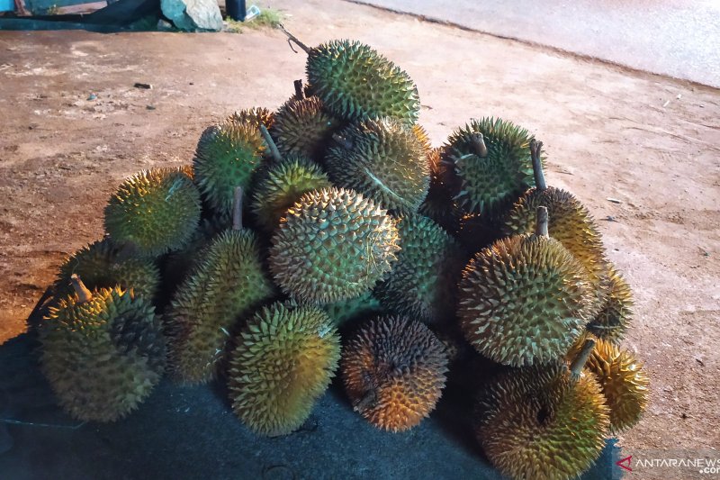 Curah hujan tinggi pengaruhi jumlah durian di Kalbar
