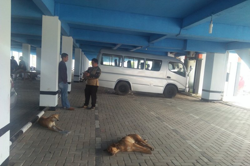 Dinkes Kasus gigitan HPR di Mukomuko turun
