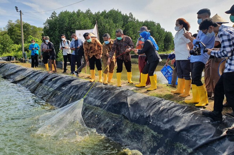 KKP Sekolah vokasi turut dukung produksi udang nasional