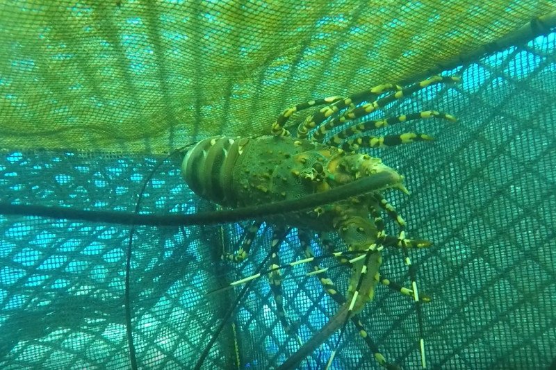 KKP lepasliarkan 147.383 benih lobster di perairan Padang