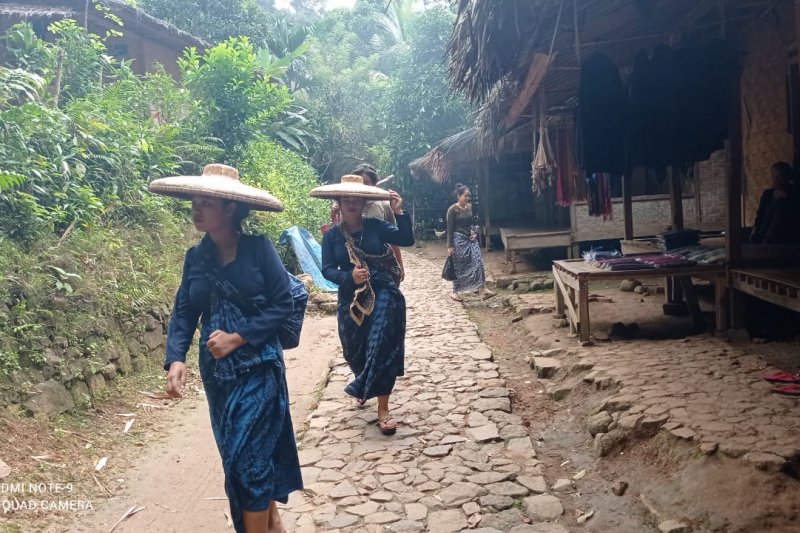 Produksi padi gogo di Lebak jadi andalan ketahanan pangan