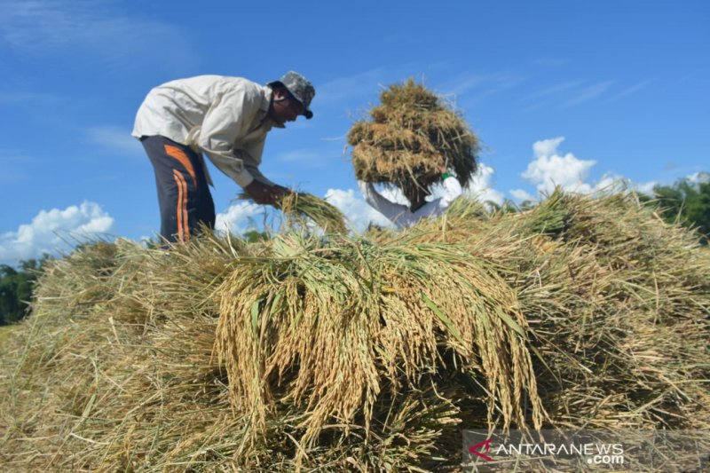 DPRA minta pemerintah atasi anjloknya harga gabah di Nagan Raya Aceh