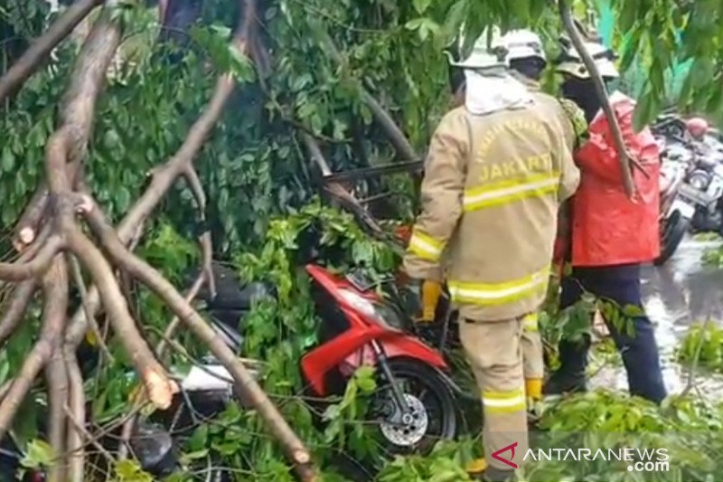 Damkar Jakarta Timur evakuasi pohon tumbang di Cijantung