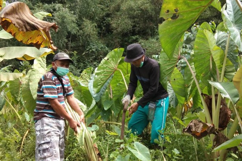 Danone tanam 2,4 juta pohon rayakan Hari Air