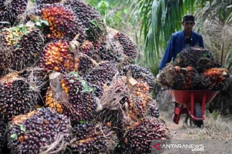 Harga CPO di Jambi naik tipis Rp36 per kilogram