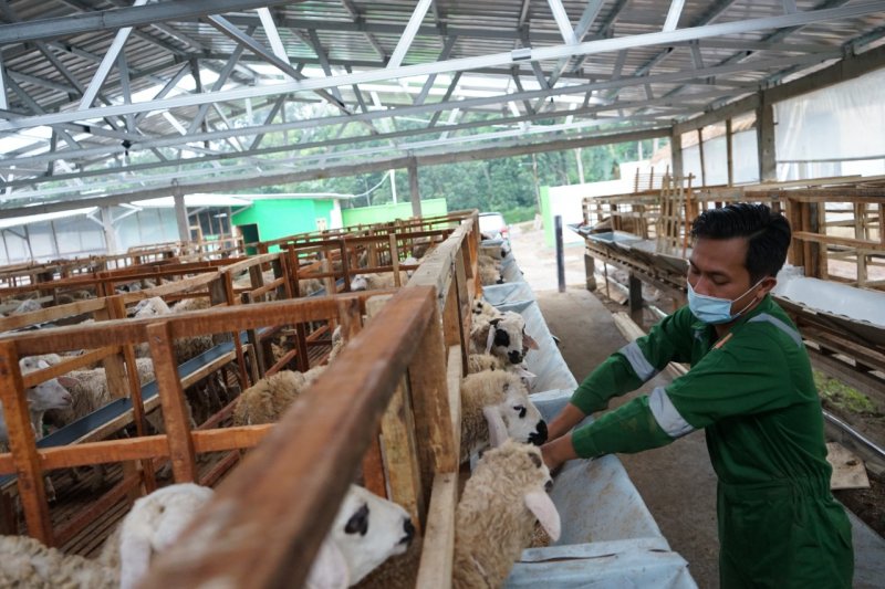 Pakar ekonomi Belanja kurban gerakkan perekonomian rakyat