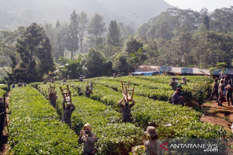 Satpol PP bongkar ratusan lapak PKL di Puncak Bogor