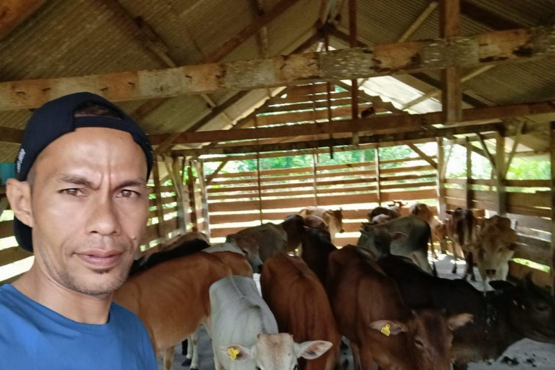 Distan Persediaan hewan kurban di Aceh Jaya 848 ekor