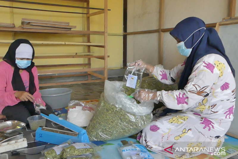 Pemprov Kalsel dukung teh daun kelor jadi komoditas ekspor