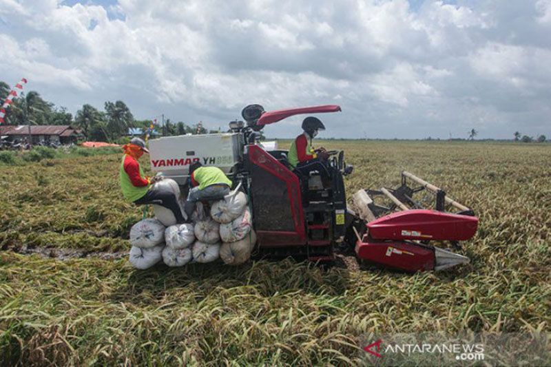 Panen padi Katingan hasilkan 100.560 ton GKG