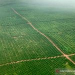 Pemerintah perkenalkan Strategi Jangka Benah guna tata sawit di hutan