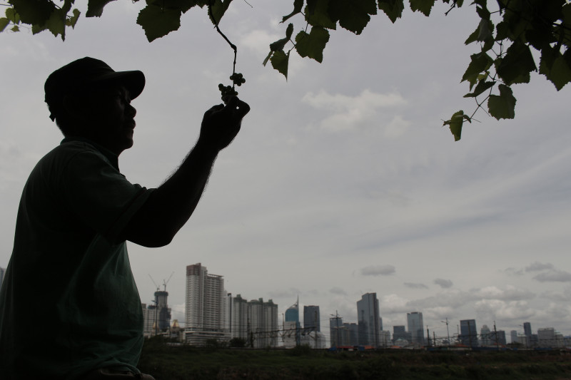 Pemkot Jakarta Barat segera miliki program budi daya anggur