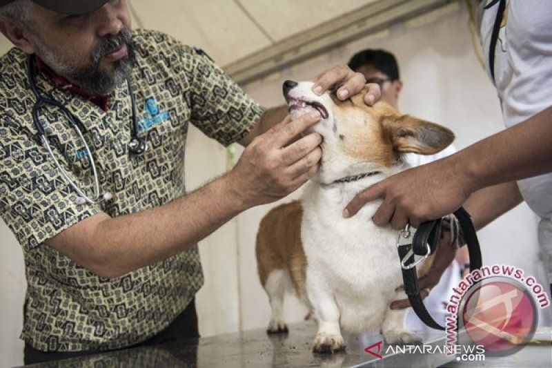 Riau temukan hewan penular rabies 224 ekor Januari-Agustus 2021