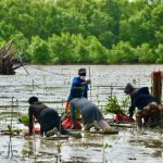 KKP dorong penanaman mangrove di wilayah rawan abrasi