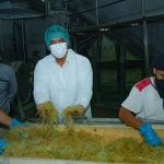 Kemenperin pacu hilirisasi rumput laut tingkatkan pasar ekspor