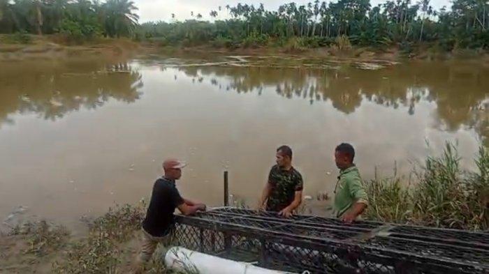 BKSDA-memasang-perangkap-Buaya-di-sungai-Peureulak-Aceh-Timur-Rabu-2212025